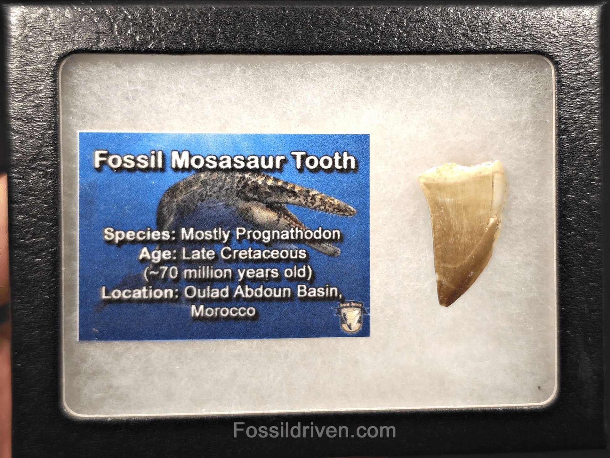 1.16" Fossil Mosasaur Tooth - Morocco - Fossil Driven