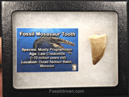 1.16" Fossil Mosasaur Tooth - Morocco - Fossil Driven