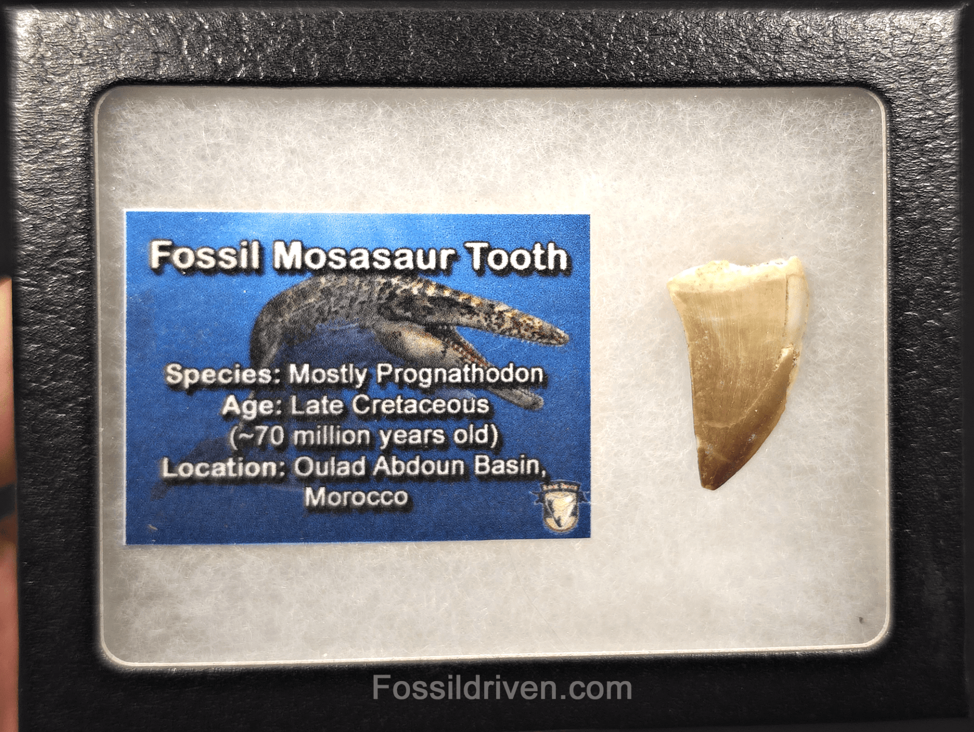 1.16" Fossil Mosasaur Tooth - Morocco - Fossil Driven