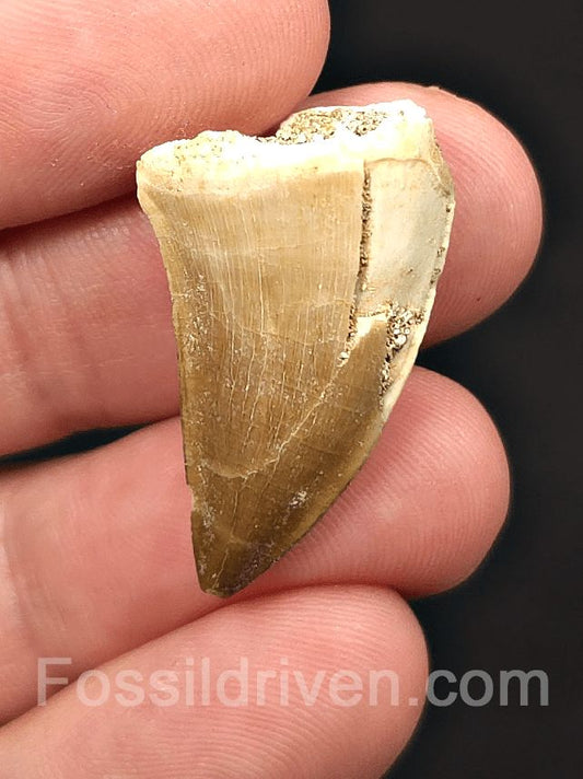 1.16" Fossil Mosasaur Tooth - Morocco - Fossil Driven