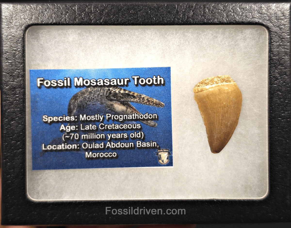 1.16" Fossil Mosasaur Tooth - Oulad Abdoun Basin, Morocco - Fossil Driven