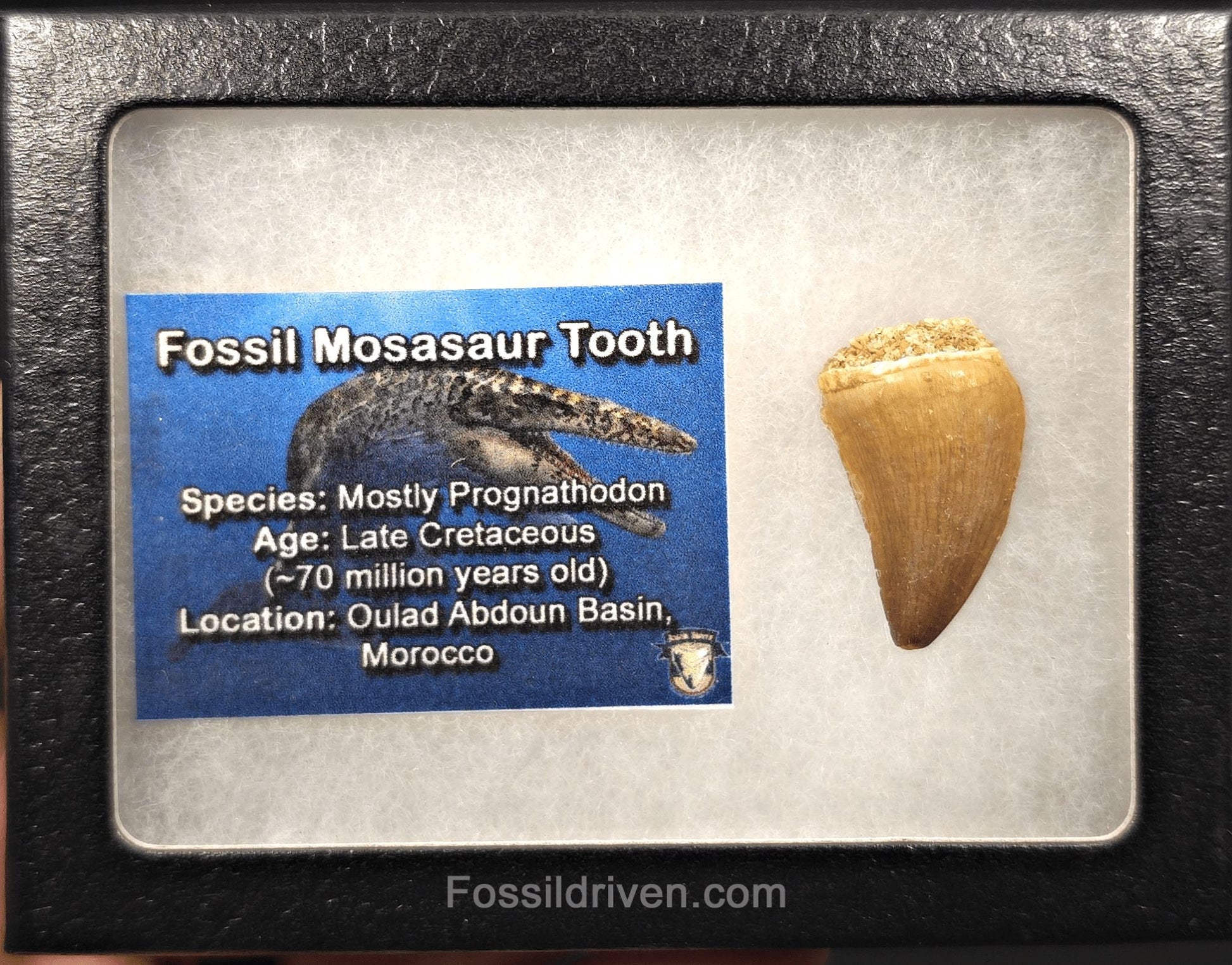 1.16" Fossil Mosasaur Tooth - Oulad Abdoun Basin, Morocco - Fossil Driven