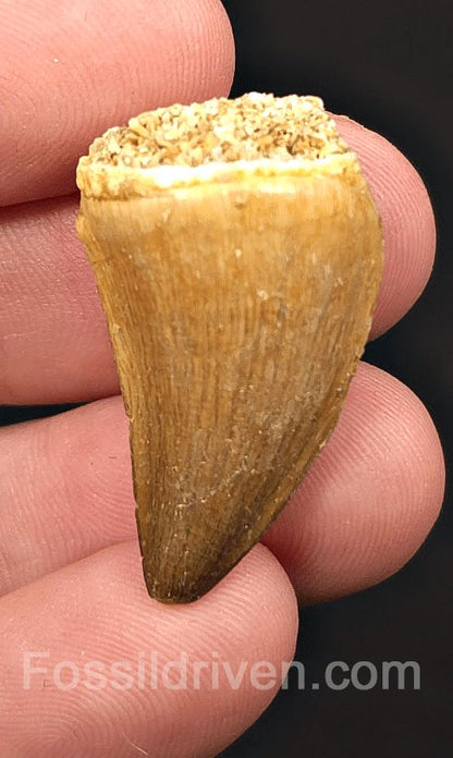 1.16" Fossil Mosasaur Tooth - Oulad Abdoun Basin, Morocco - Fossil Driven
