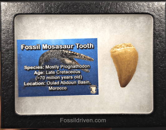 1.16" Fossil Mosasaur Tooth - Oulad Abdoun Basin, Morocco - Fossil Driven