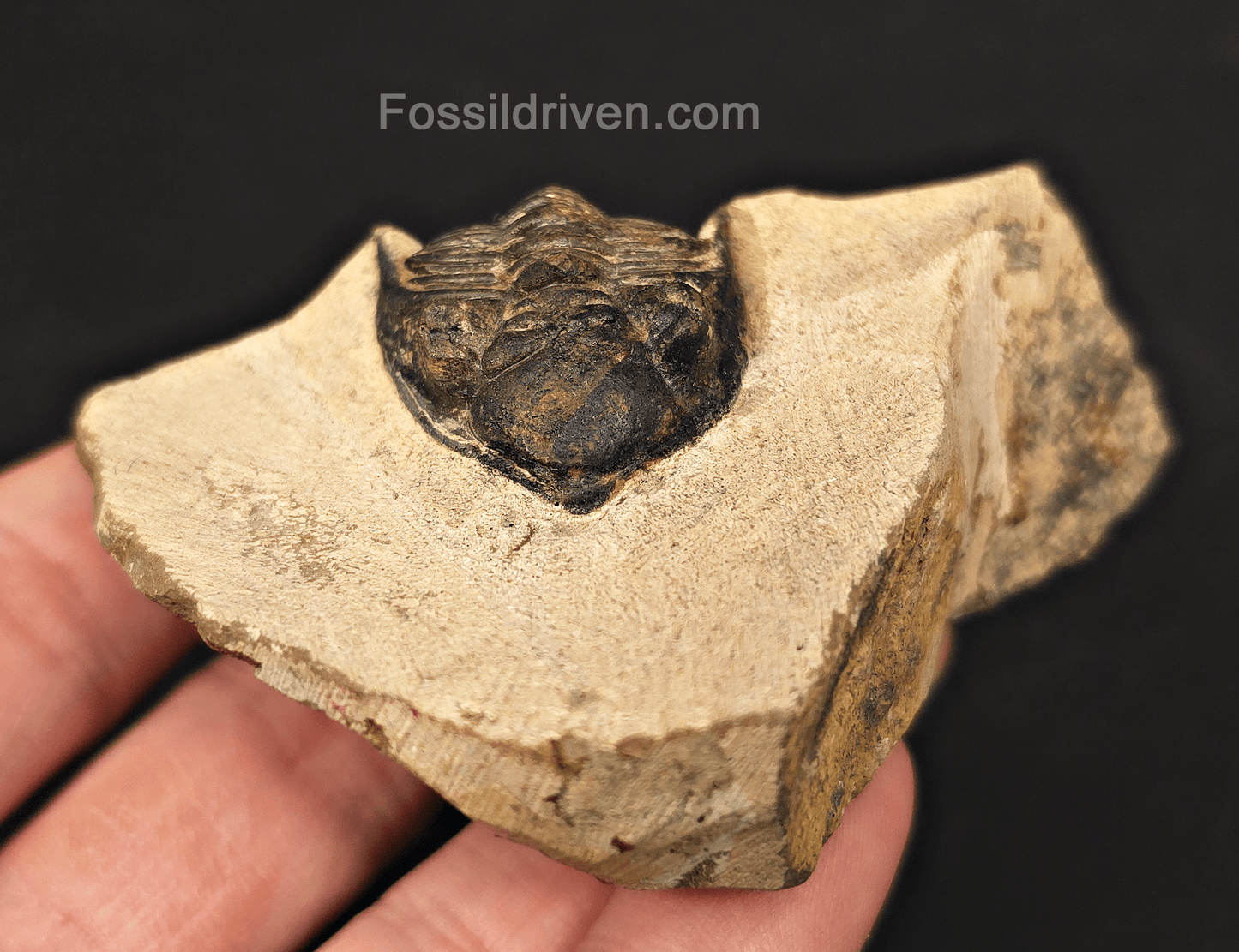1.18" Curled Metacanthia Trilobite – Devonian – Issoumour, Morocco - Fossil Driven