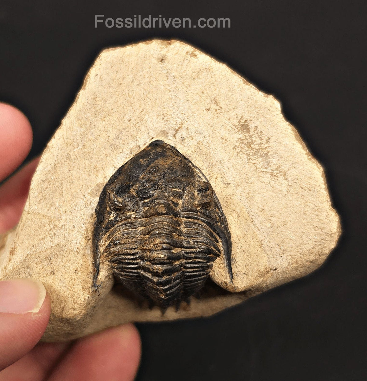 1.18" Curled Metacanthia Trilobite – Devonian – Lghaft, Morocco - Fossil Driven
