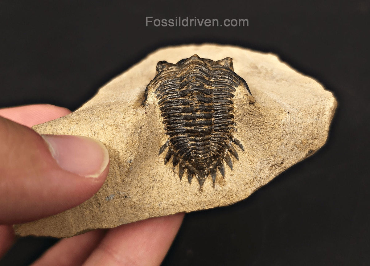 1.18" Curled Metacanthia Trilobite – Devonian – Lghaft, Morocco - Fossil Driven