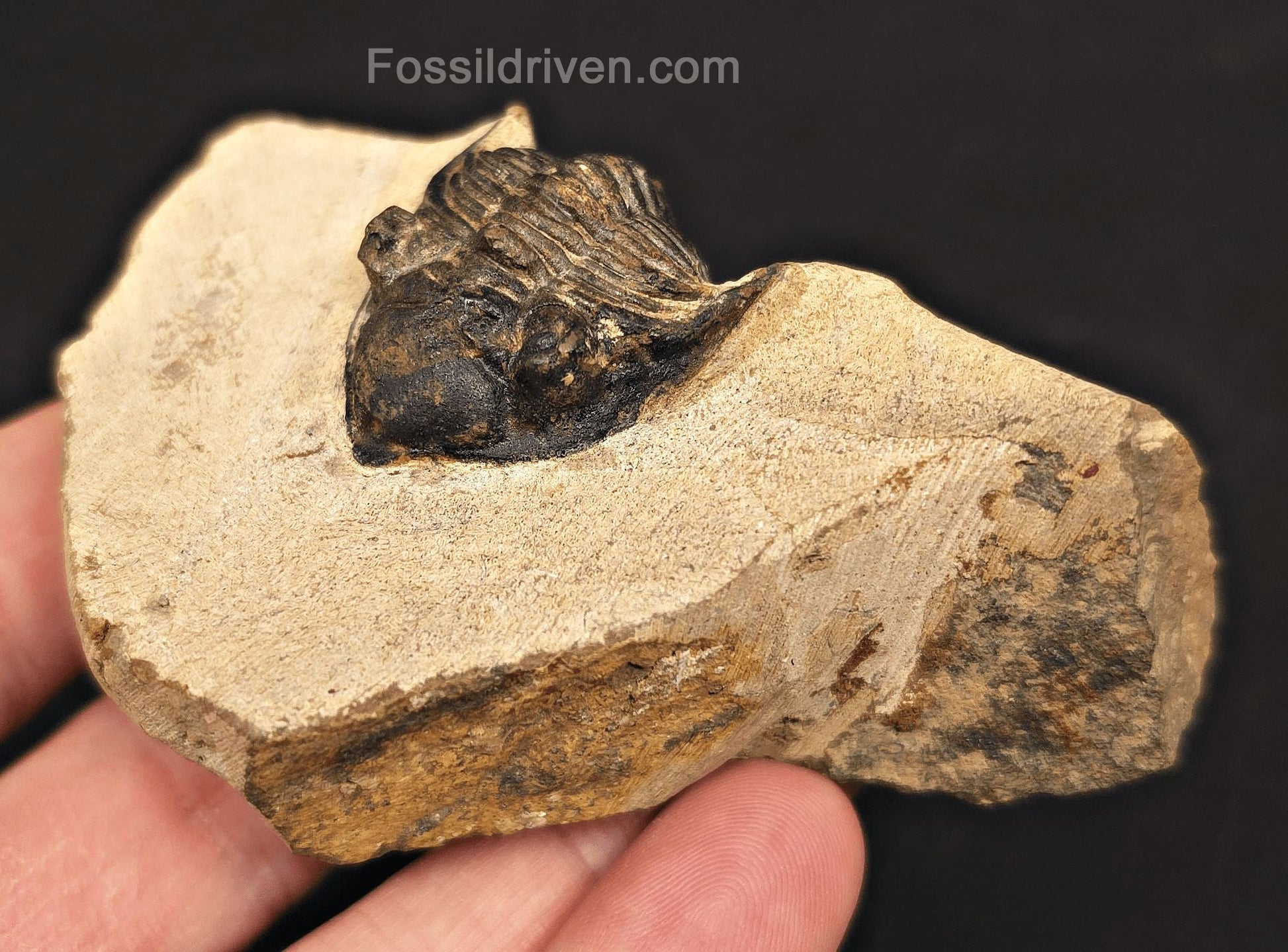 1.18" Curled Metacanthia Trilobite – Devonian – Lghaft, Morocco - Fossil Driven