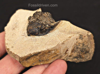 1.18" Curled Metacanthia Trilobite – Devonian – Lghaft, Morocco - Fossil Driven