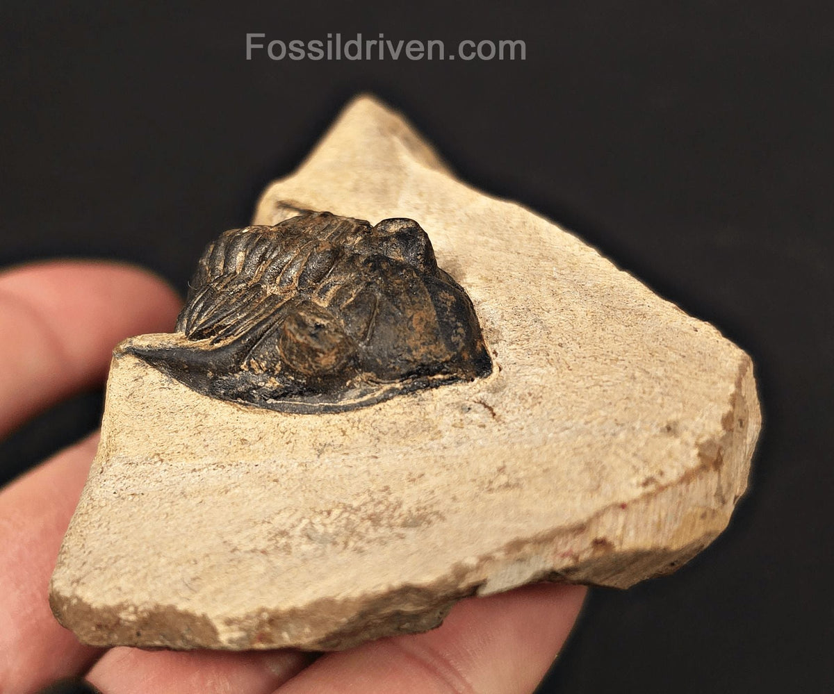 1.18" Curled Metacanthia Trilobite – Devonian – Lghaft, Morocco - Fossil Driven