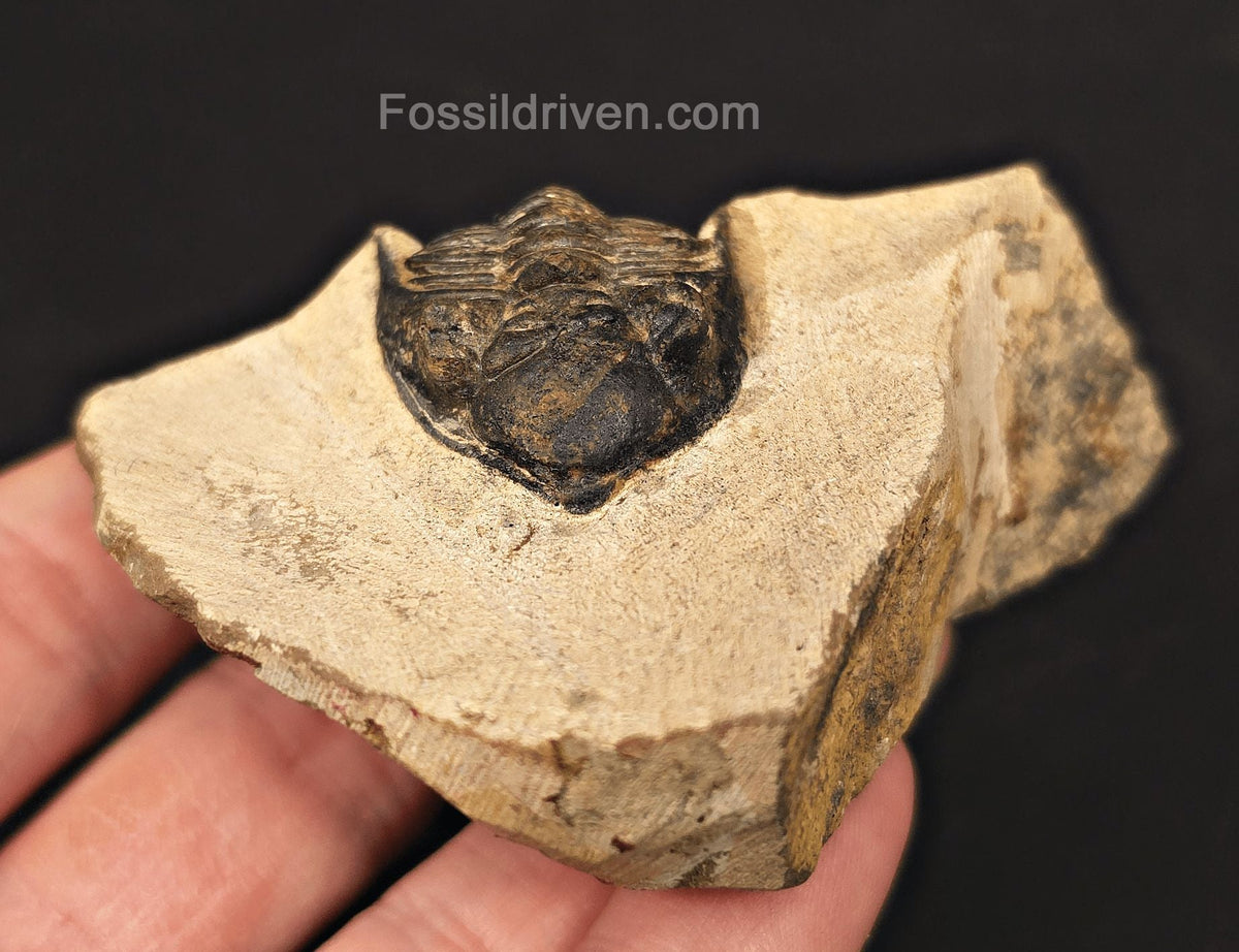 1.18" Curled Metacanthia Trilobite – Devonian – Lghaft, Morocco - Fossil Driven