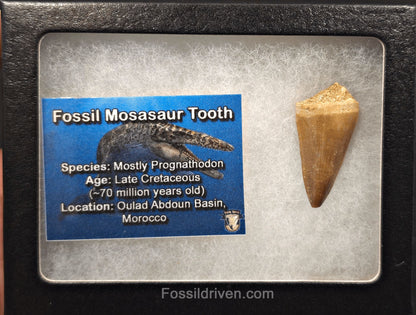1.18" Fossil Mosasaur Tooth - Morocco - Fossil Driven