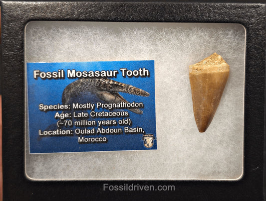 1.18" Fossil Mosasaur Tooth - Morocco - Fossil Driven