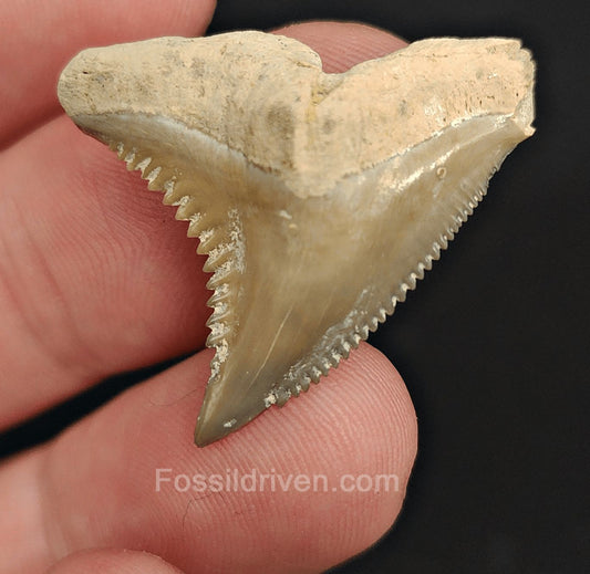 1.20" Fossil Hemipristis Shark Tooth - Bone Valley, Florida | Fossil Driven - Fossil Driven