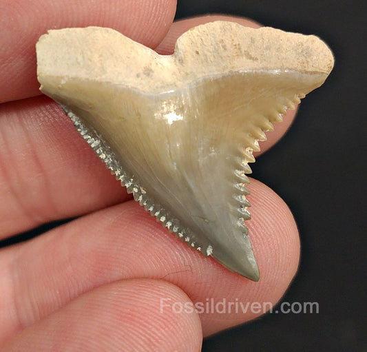 1.20" Fossil Hemipristis Shark Tooth - Bone Valley, Florida | Fossil Driven - Fossil Driven
