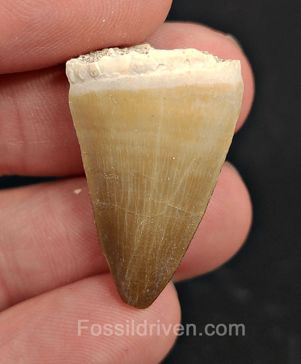 1.20" Fossil Mosasaur Tooth - Morocco - Fossil Driven