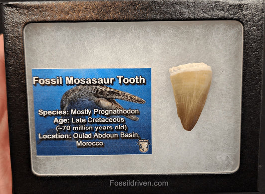 1.20" Fossil Mosasaur Tooth - Morocco - Fossil Driven