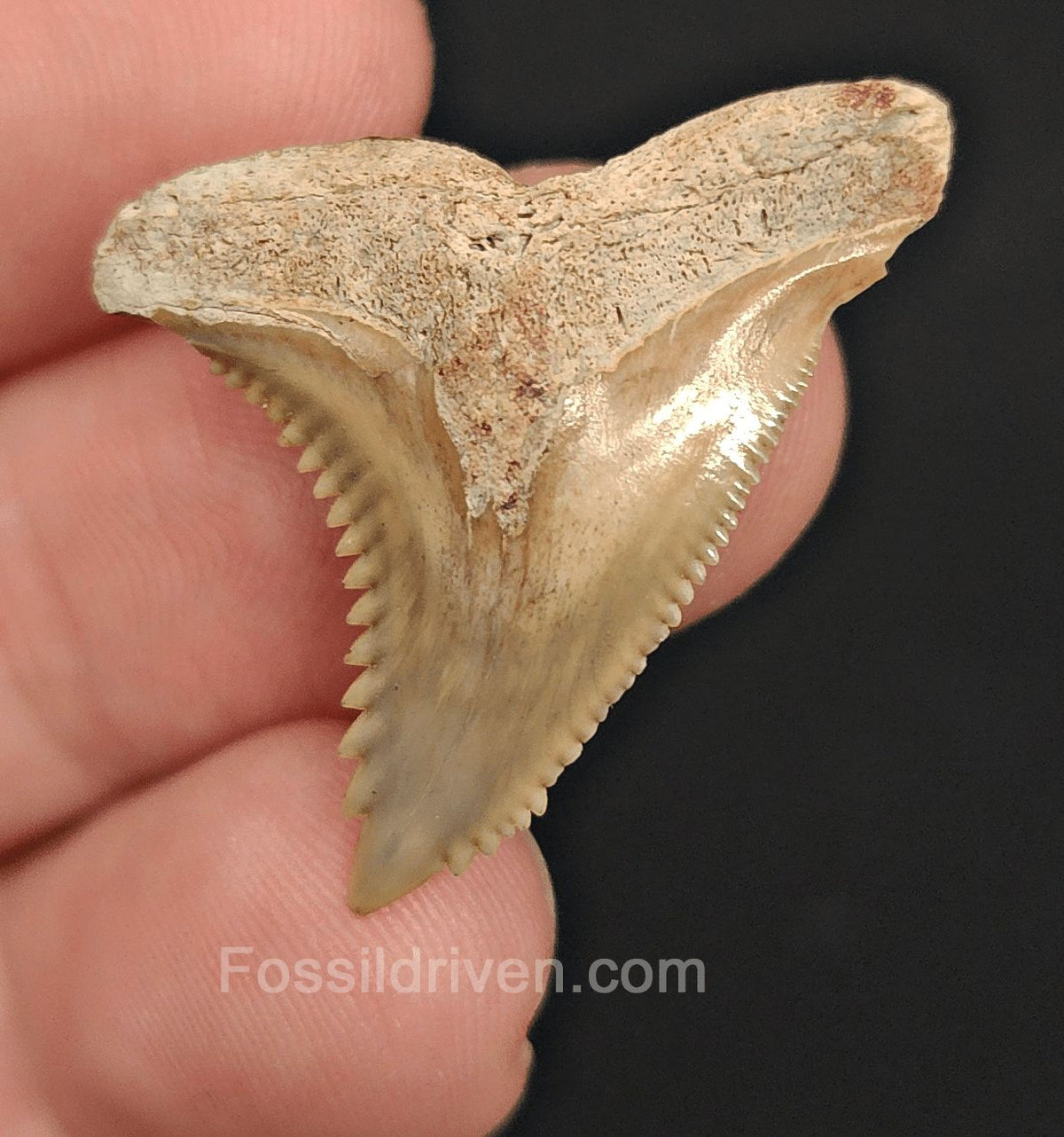 1.22" Fossil Hemipristis Shark Tooth - Bone Valley, Florida | Fossil Driven - Fossil Driven