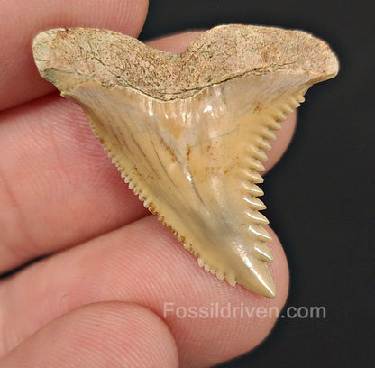 1.22" Fossil Hemipristis Shark Tooth - Bone Valley, Florida | Fossil Driven - Fossil Driven