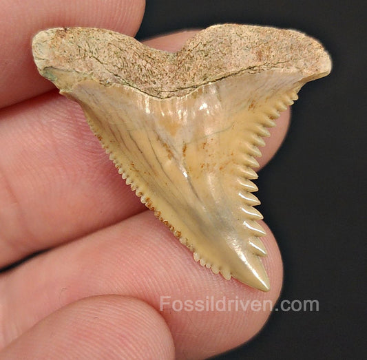 1.22" Fossil Hemipristis Shark Tooth - Bone Valley, Florida | Fossil Driven - Fossil Driven
