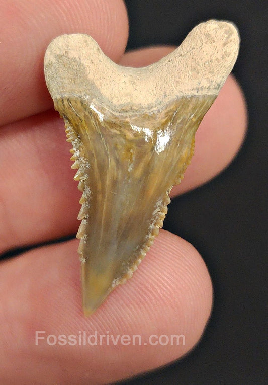 1.23" Fossil Hemipristis Shark Tooth - Bone Valley, Florida | Fossil Driven - Fossil Driven