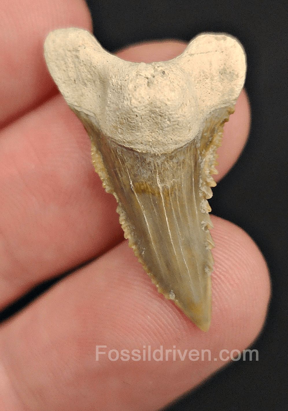 1.23" Fossil Hemipristis Shark Tooth - Bone Valley, Florida | Fossil Driven - Fossil Driven