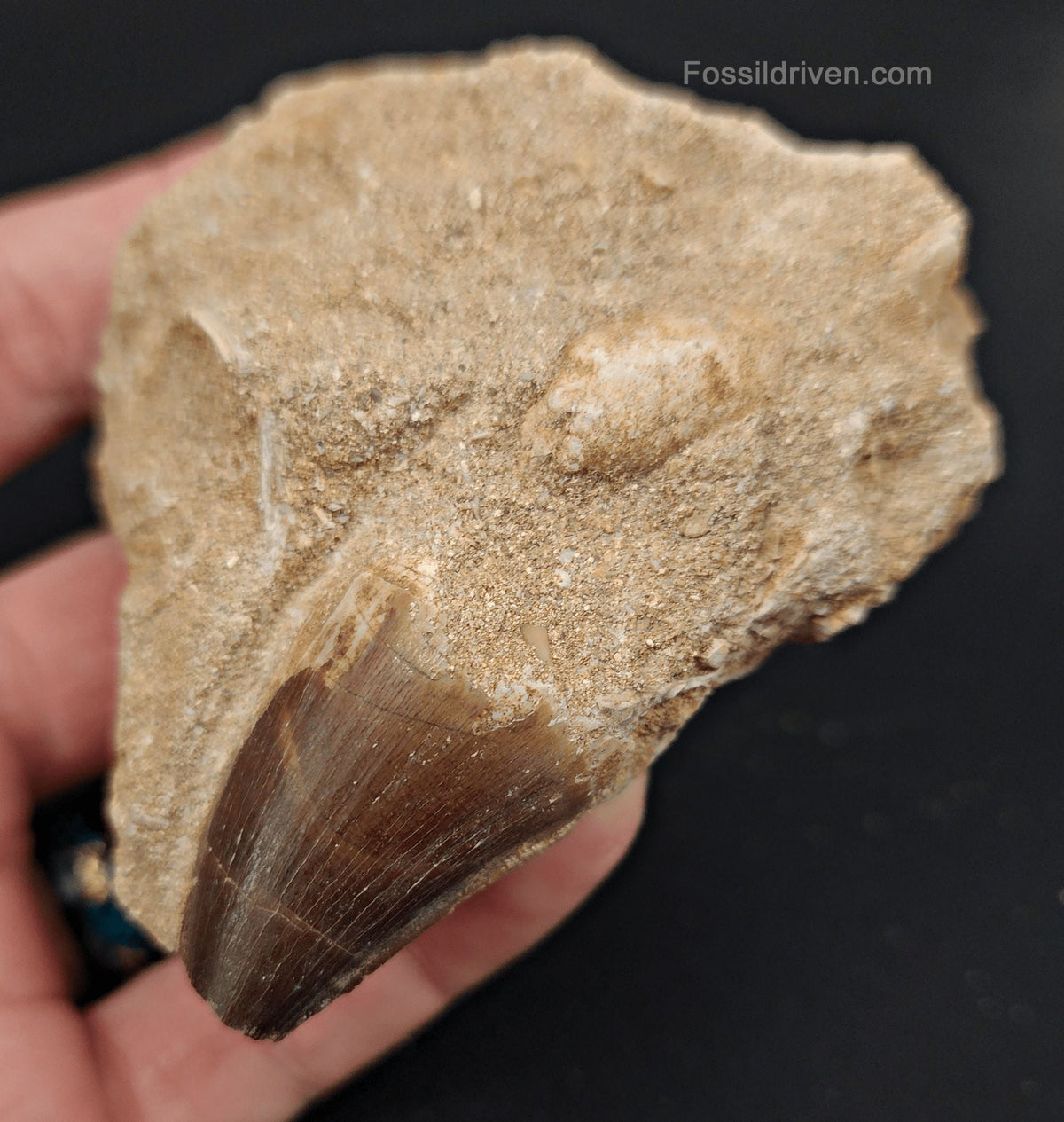 1.23" Fossil Mosasaur Tooth in Matrix - Morocco - Fossil Driven