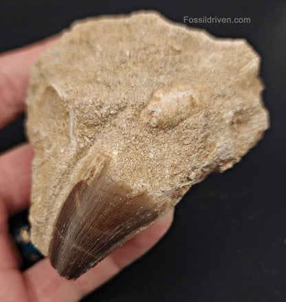 1.23" Fossil Mosasaur Tooth in Matrix - Morocco - Fossil Driven