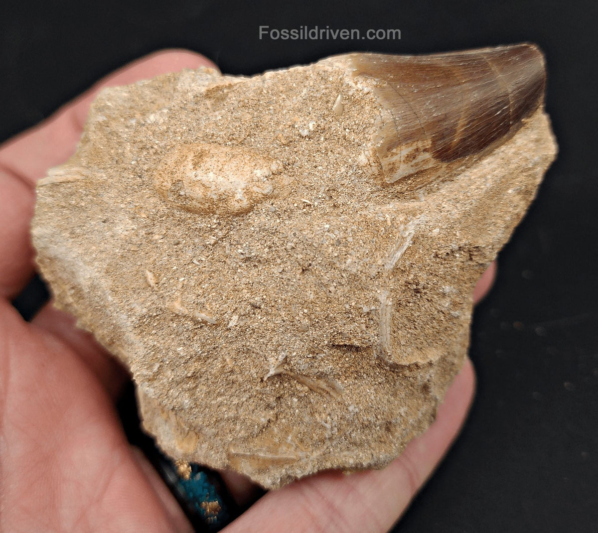 1.23" Fossil Mosasaur Tooth in Matrix - Morocco - Fossil Driven