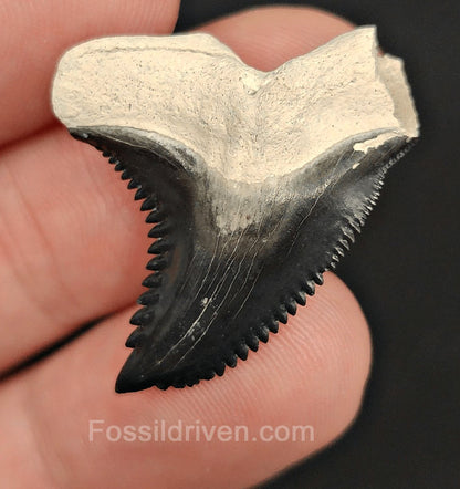 1.23" Hemipristis Shark Tooth Fossil - Bone Valley, Florida | Fossil Driven - Fossil Driven