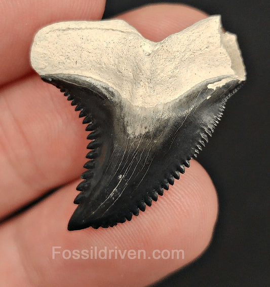 1.23" Hemipristis Shark Tooth Fossil - Bone Valley, Florida | Fossil Driven - Fossil Driven