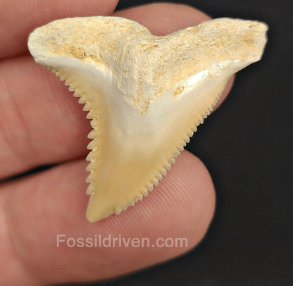 1.24" Fossil Hemipristis Shark Tooth - Bone Valley, Florida | Fossil Driven - Fossil Driven