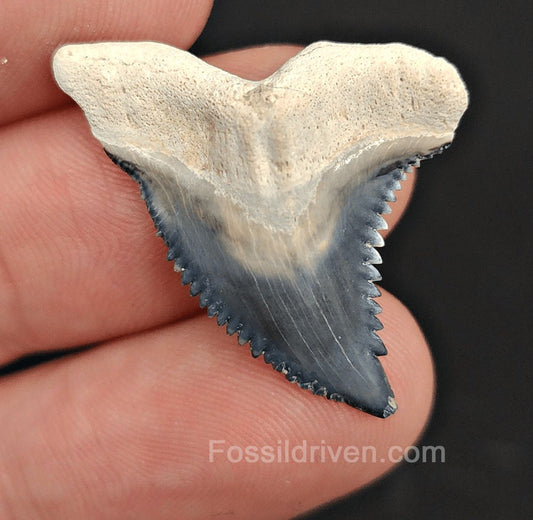 1.25" Fossil Hemipristis Tooth - Bone Valley, Florida - Authentic Prehistoric Fossil - Fossil Driven