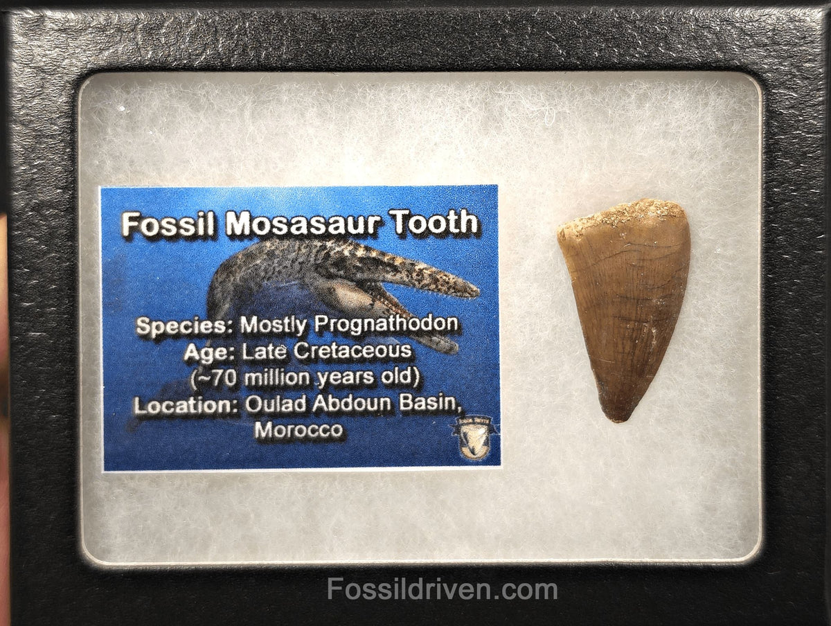 1.25" Fossil Mosasaur Tooth - Morocco - Fossil Driven
