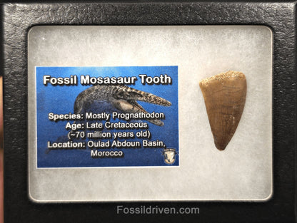1.25" Fossil Mosasaur Tooth - Morocco - Fossil Driven