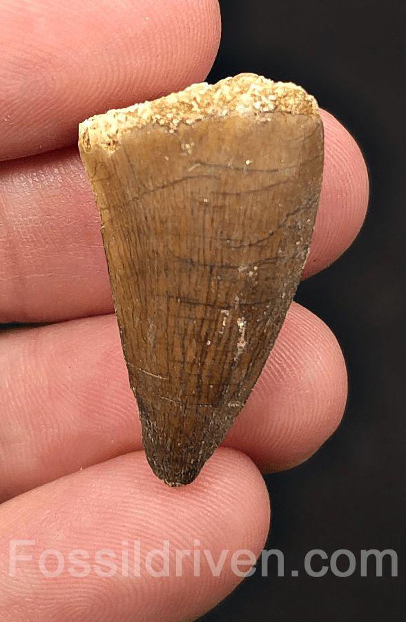 1.25" Fossil Mosasaur Tooth - Morocco - Fossil Driven