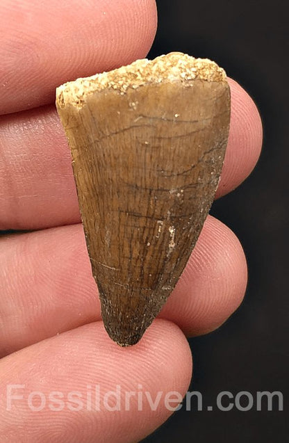 1.25" Fossil Mosasaur Tooth - Morocco - Fossil Driven