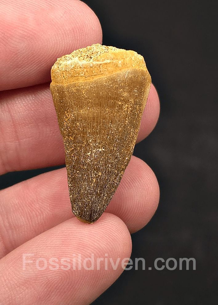 1.25" Fossil Mosasaur Tooth - Oulad Basin, Morocco - Fossil Driven