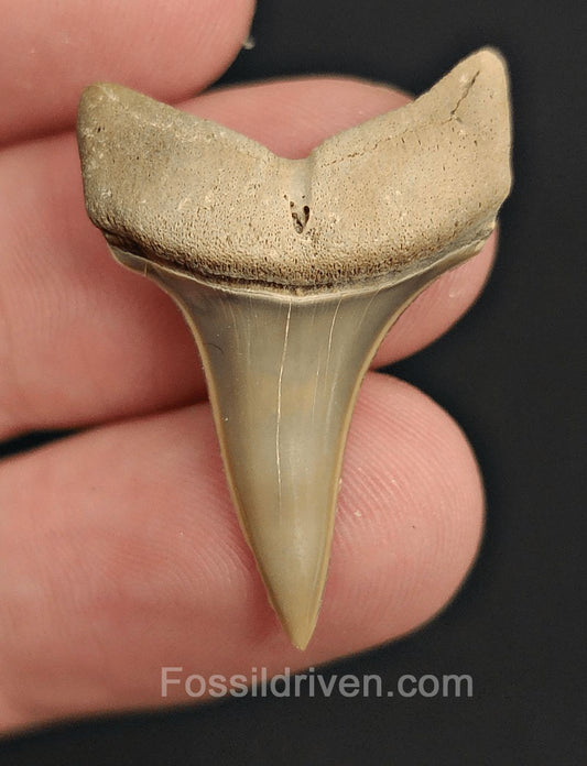 1.28" Fossil Isurus hastalis Shark Tooth – Golden Beach, Florida | Authentic Prehistoric Fossil - Fossil Driven