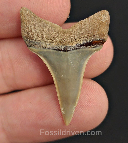 1.28" Fossil Isurus hastalis Shark Tooth – Golden Beach, Florida | Authentic Prehistoric Fossil - Fossil Driven