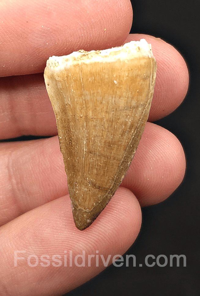 1.30" Fossil Mosasaur Tooth - Morocco - Fossil Driven