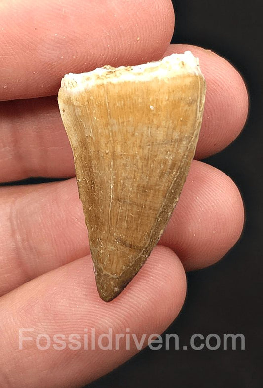 1.30" Fossil Mosasaur Tooth - Morocco - Fossil Driven
