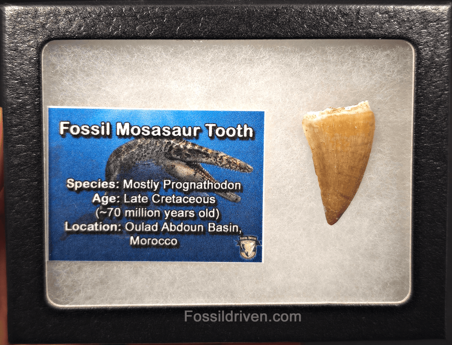 1.30" Fossil Mosasaur Tooth - Morocco - Fossil Driven