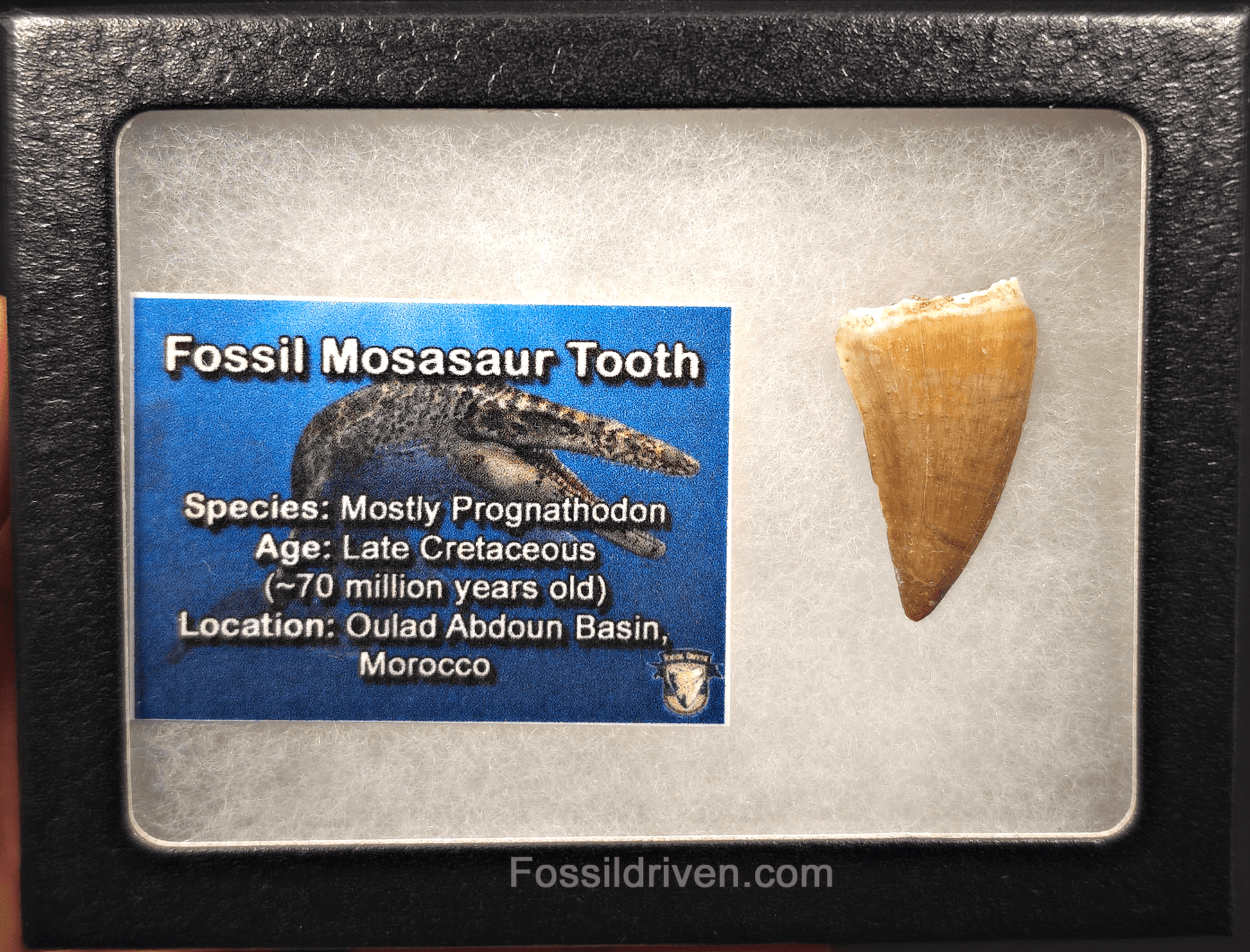 1.30" Fossil Mosasaur Tooth - Morocco - Fossil Driven