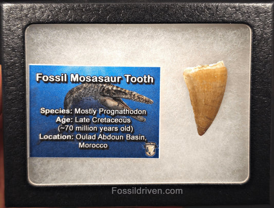 1.30" Fossil Mosasaur Tooth - Morocco - Fossil Driven