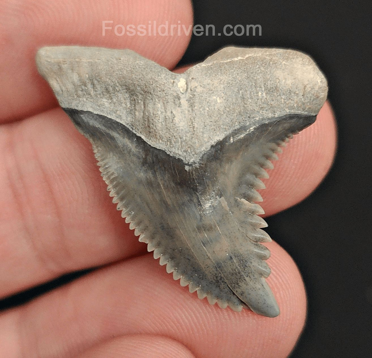 1.31" Bone Valley Hemipristis Tooth - Beautiful Color - Authentic Fossil Shark Tooth - Fossil Driven