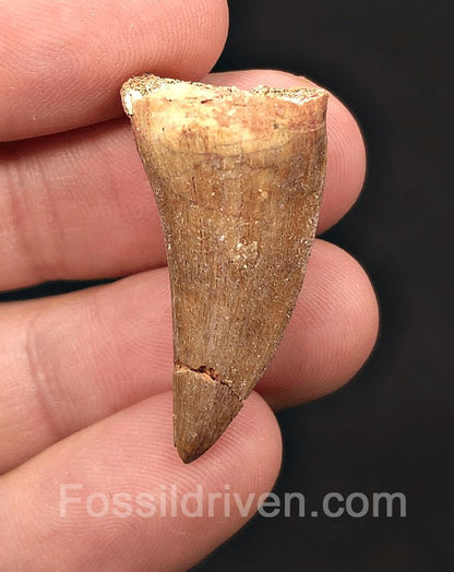 1.31" Fossil Mosasaur Tooth - Morocco - Fossil Driven