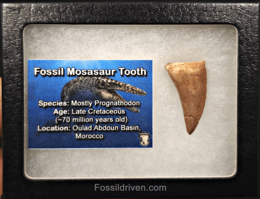 1.31" Fossil Mosasaur Tooth - Morocco - Fossil Driven