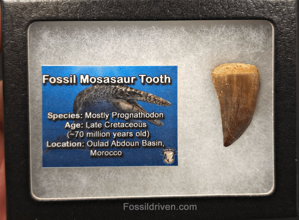 1.31" Fossil Mosasaur Tooth - Oulad Basin, Morocco - Fossil Driven