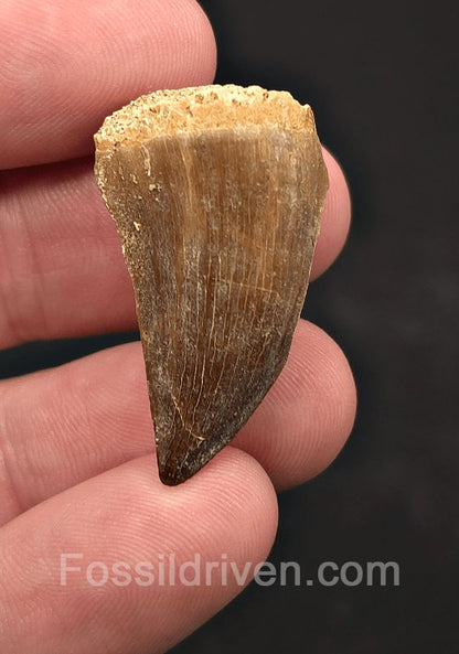 1.31" Fossil Mosasaur Tooth - Oulad Basin, Morocco - Fossil Driven